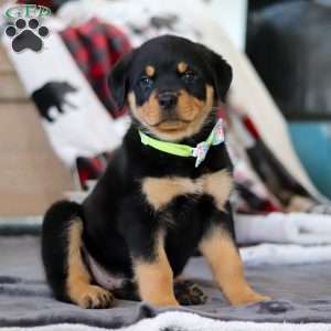 Shadow, Rottweiler Puppy